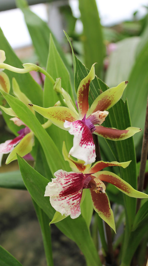Zygopetalum hybrid.jpg