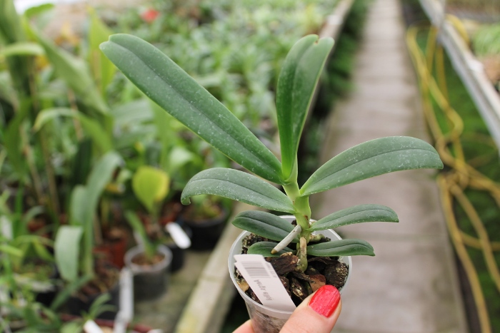 Aerangis ellisii.JPG