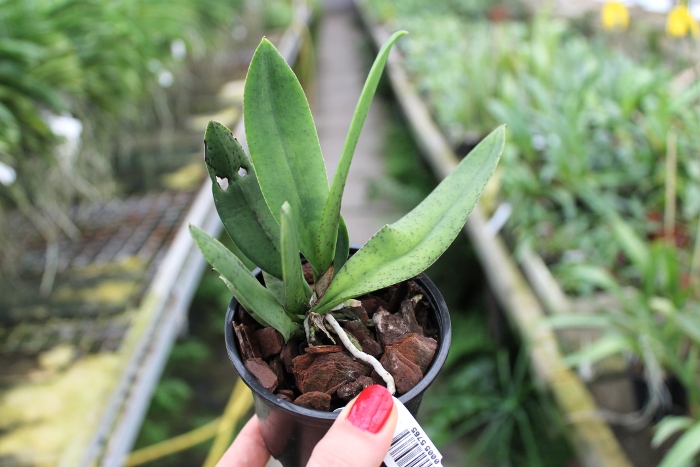 Oncidium nanum.JPG
