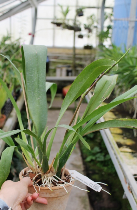 Aliceara Pacific Nova 'Butter Buds'.JPG