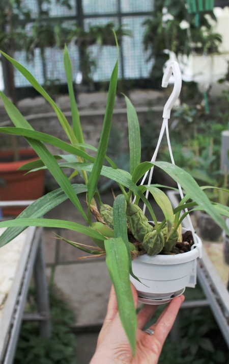 Coelogyne cristata.JPG