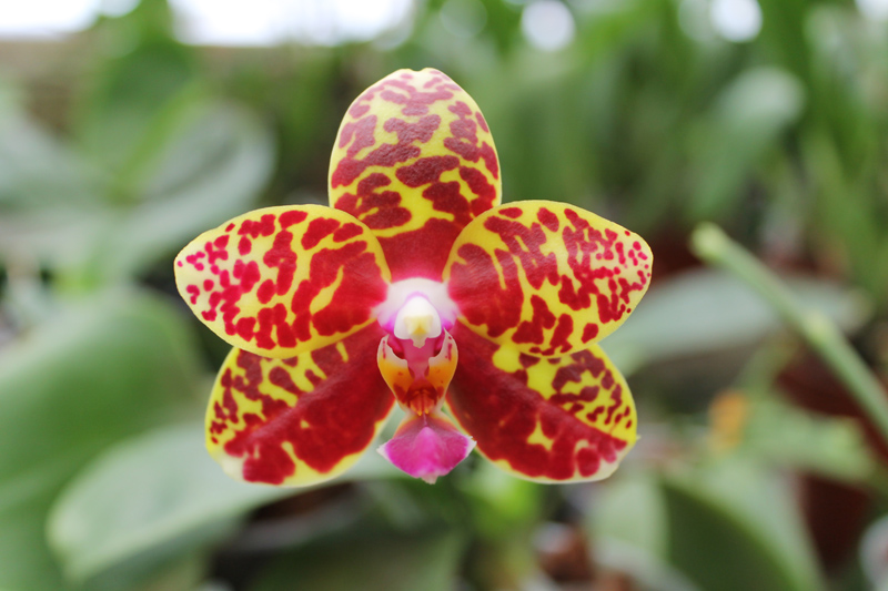 Phalaenopsis Sogo Pony 'YS' (Ching Her Buddha x Sogo Kaiulani).jpg