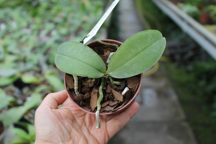 Phalaenopsis Ld's Bear Queen x (Dtps Ho's Leamon Squash x Sogo Nihou).jpg