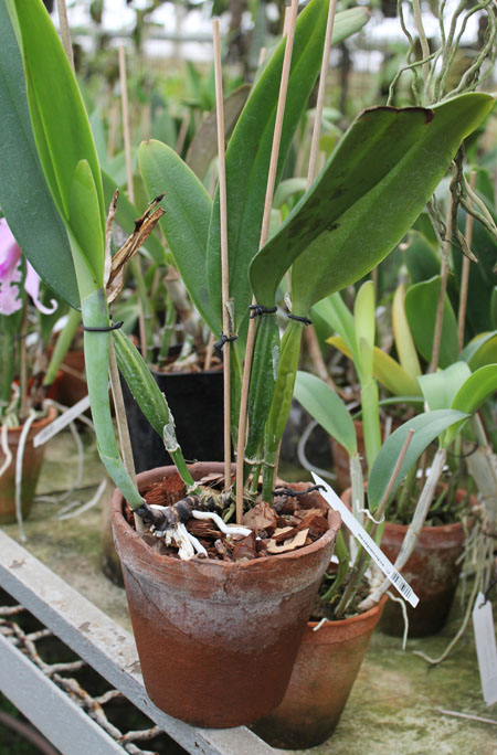 Cattleya schroederae.jpg
