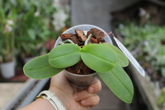 Phalaenopsis Yui-Pin Fire Work 'Big Lip'.jpg