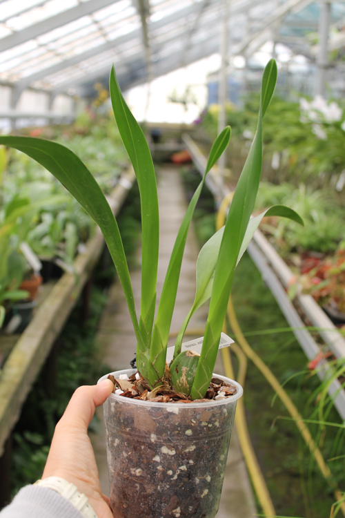 Maxillaria carolii.jpg