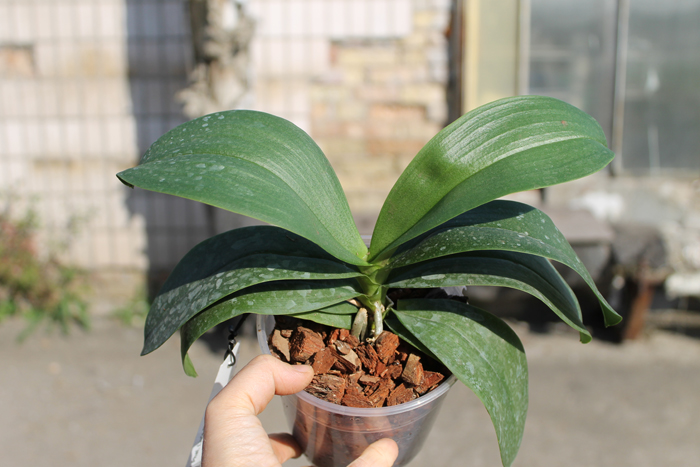 Phalaenopsis Liu's Berry 'SW'.jpg