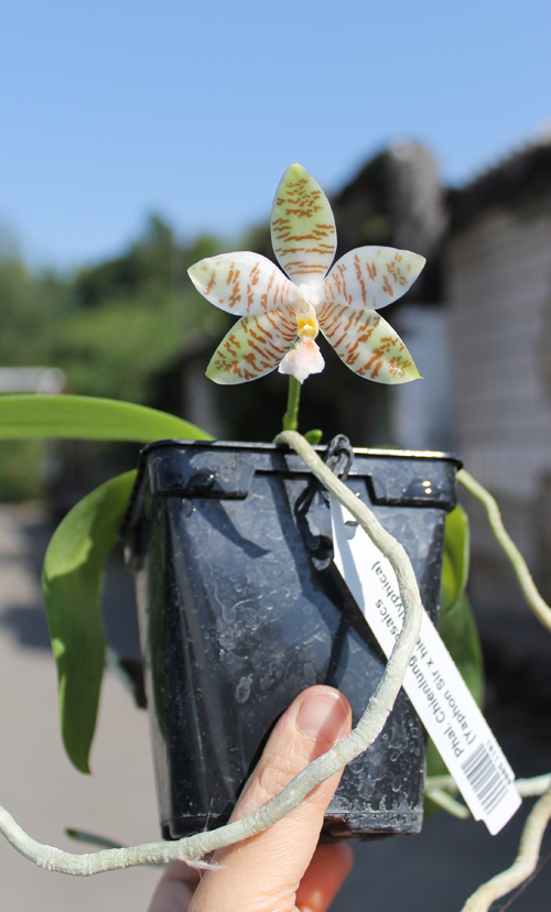 Phalaenopsis Chienlung Mosaics (Yaphon Sir x hieroglyphica).jpg