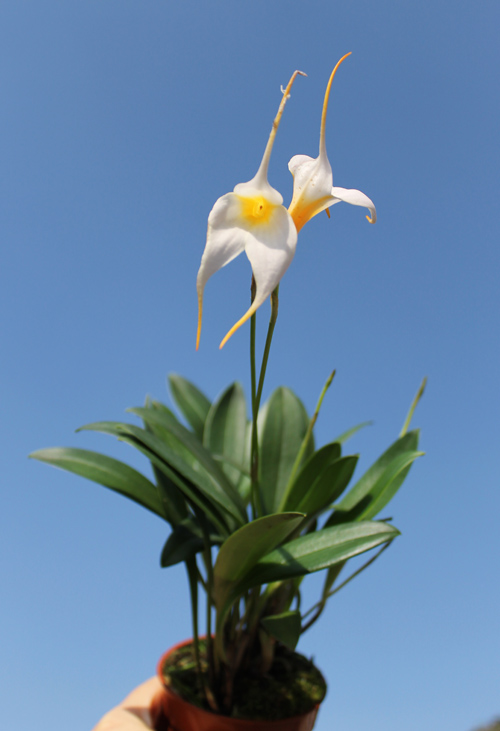 Masdevallia white Angel.jpg