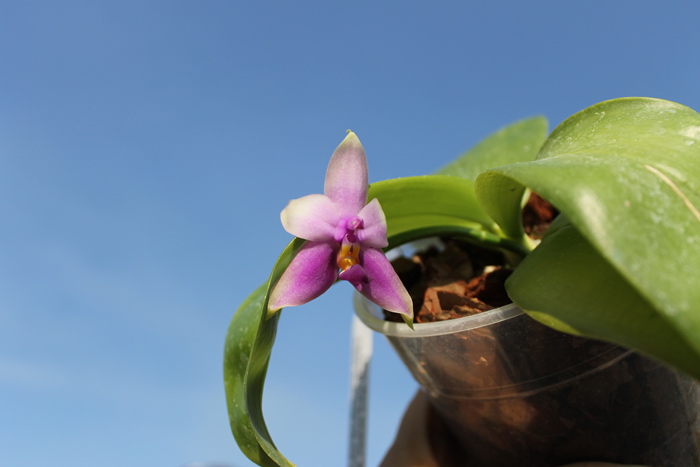Phalaenopsis Samera 'Blue'.jpg