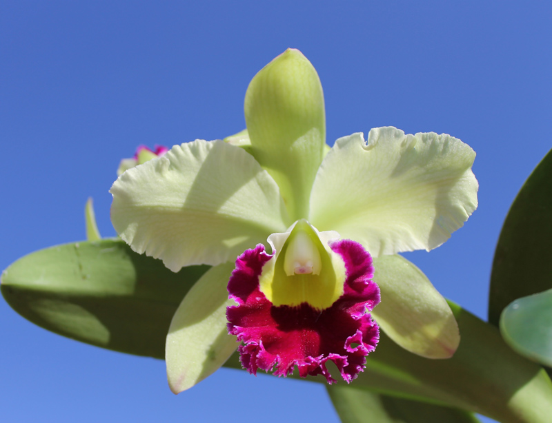 Brassolaeliocattleya Pathum Green.jpg