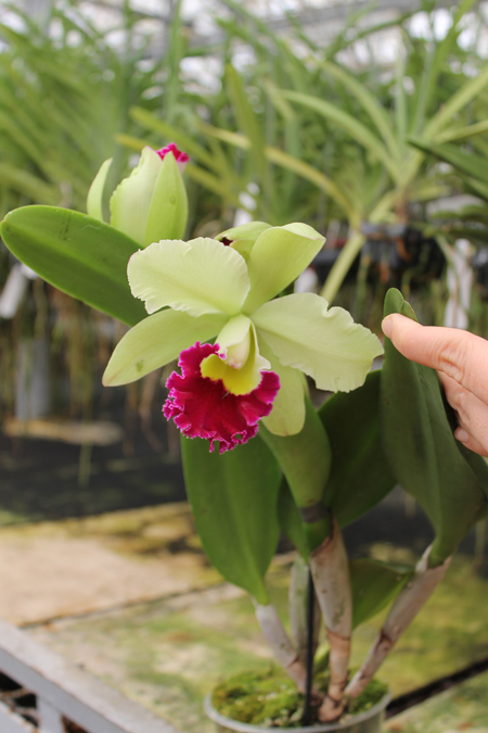 Brassolaeliocattleya Pathum Green.jpg