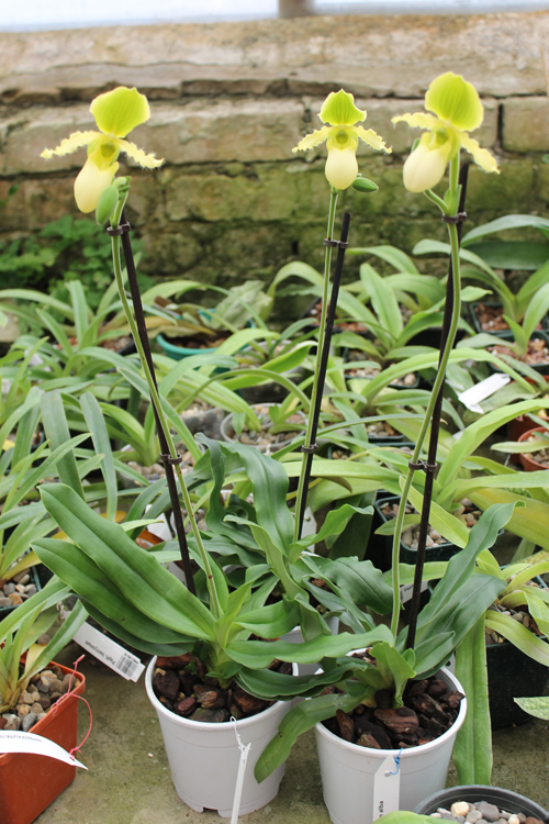 Paphiopedilum primulinum alba.jpg