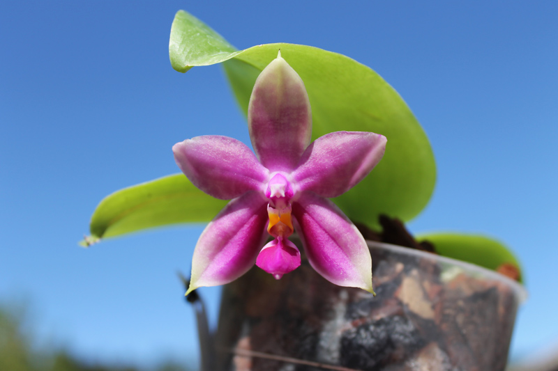 Phalaenopsis Ld Bellina Eagle x Prima.jpg