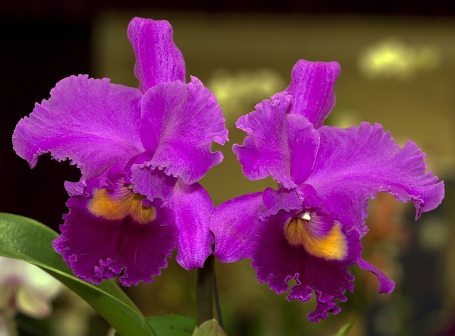 BLC Time Life x BLC Lisa Marie.jpg