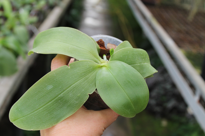 Phalaenopsis bellina x KS Happy Eagle.jpg