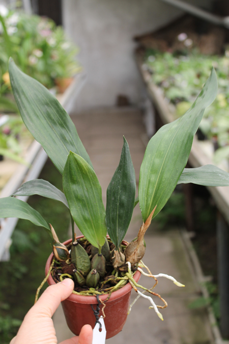 Bifrenaria harrisoniae.jpg