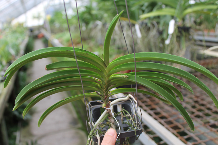 Vascostylis Baby Blue x Rhynchostylis coelestis blue.jpg