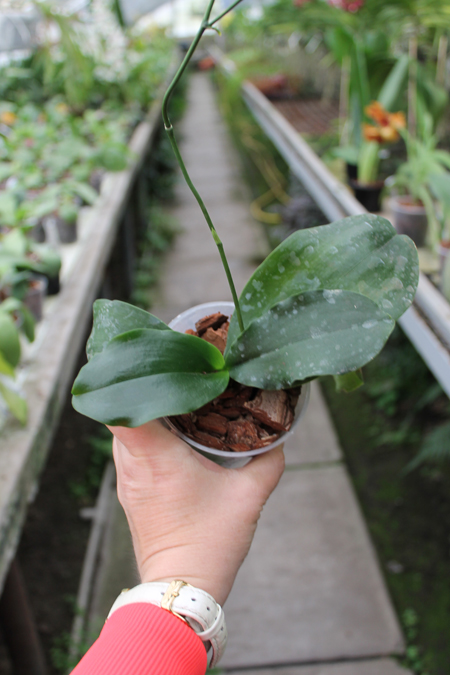 Kingidium deliciosum.jpg