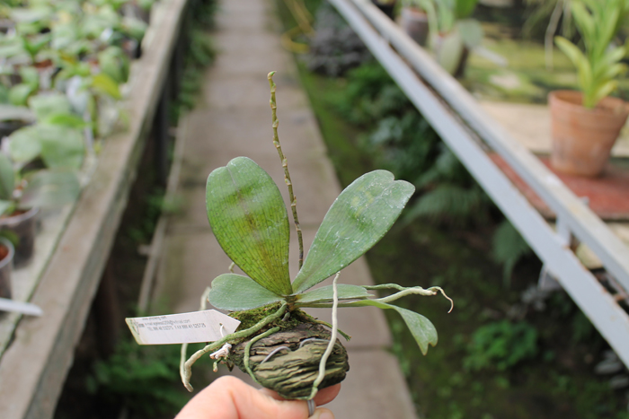 Aerangis biloba.jpg