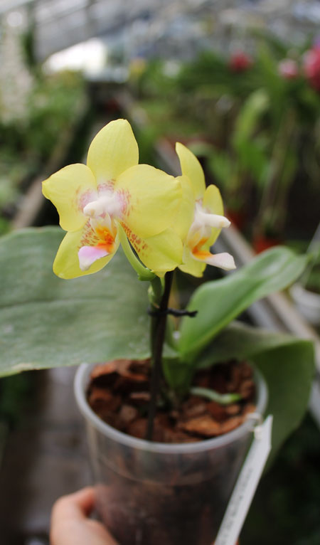 Phalaenopsis (Yaphon Goldlight x Yaphon Rose) x Joy Spring Canary.jpg
