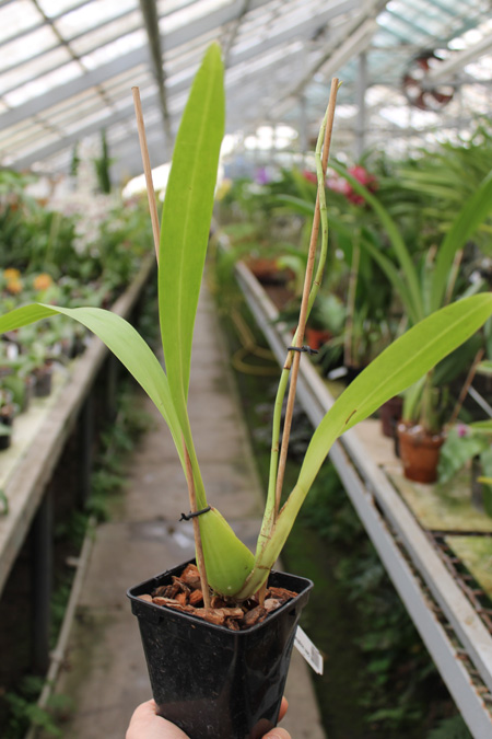 Odontoglossum sceptrum.jpg