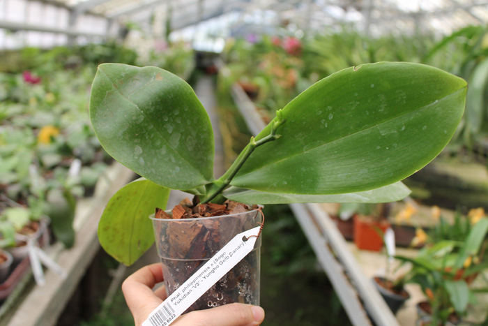 Phalaenopsis philippinensis x (Sogo Yukidian 'V3' - Yungho Gelb Canary).jpg