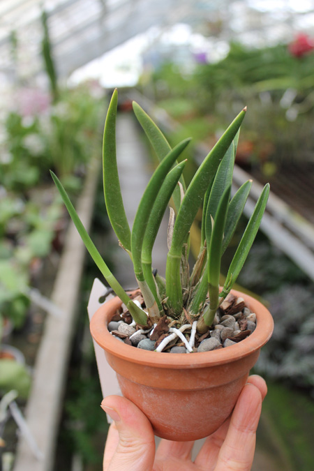 Laelia reginae.jpg