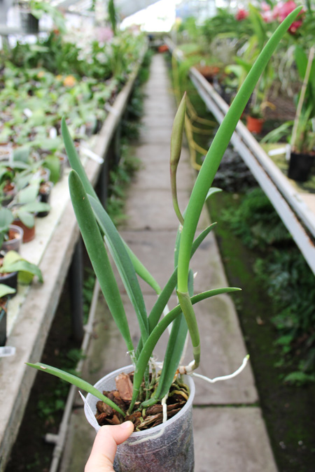 Brassavola Jiminy Cricket 'Superbug'.jpg
