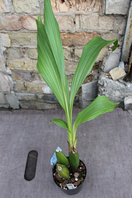 Lycaste Kibune.jpg