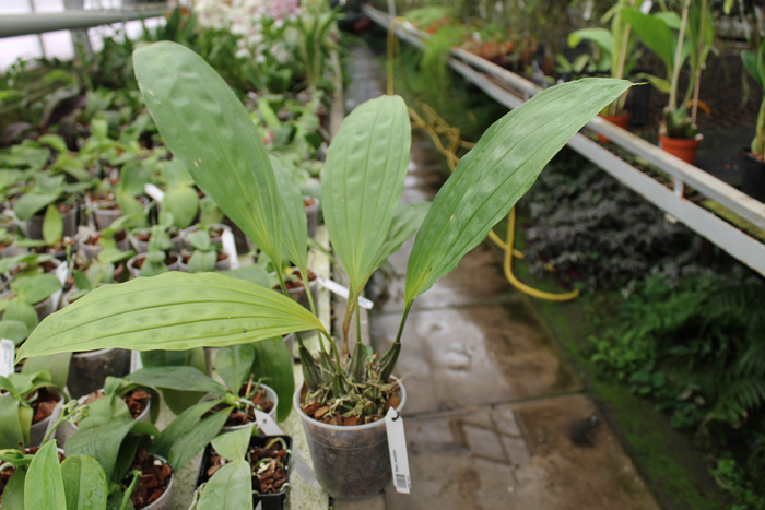 Stanhopea candida.jpg