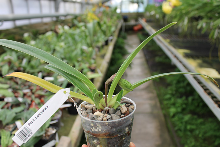Paphiopedilum henryanum.jpg