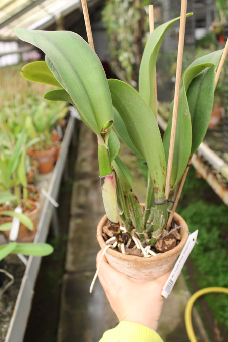 Brassolaeliocattleya Lucky Strike 'Mangkorn'.jpg