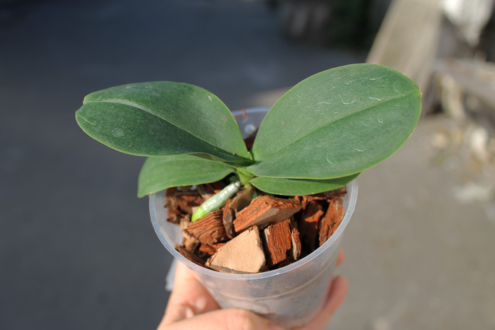 Doritaenopsis Jia Ho Cherry x Phalaenopsis lobbii.jpg