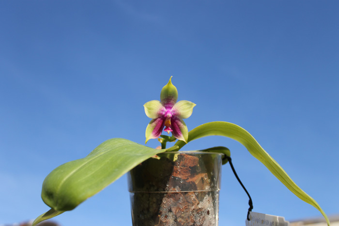 Phalaenopsis KS Happy Eagle x Ld's Bear Queen.jpg