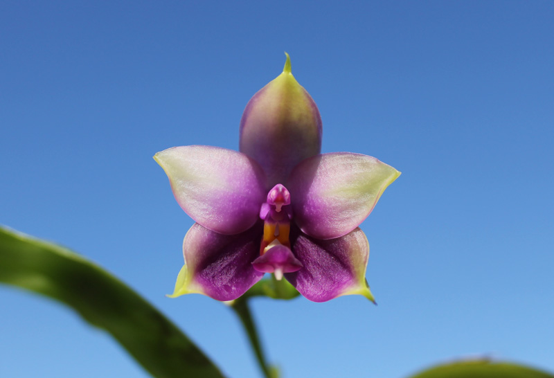 Phalaenopsis Samera 'Blue'.jpg