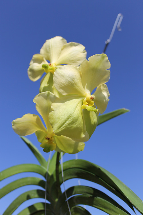 Ascocenda Kultana White Will x Vanda First Gold.jpg