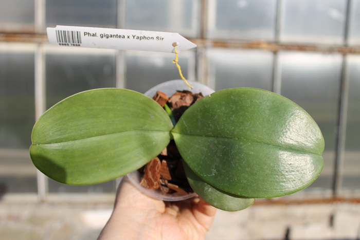 Phalaenopsis gigantea x Yaphon Sir.jpg