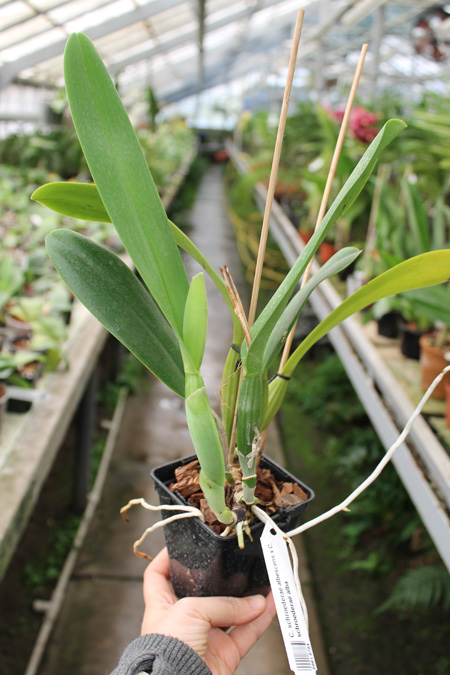 Cattleya schroederae albescens x Cattleya schroederae alba.jpg
