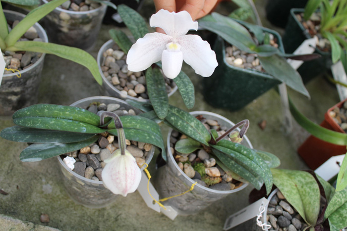 Paphiopedilum niveum.jpg