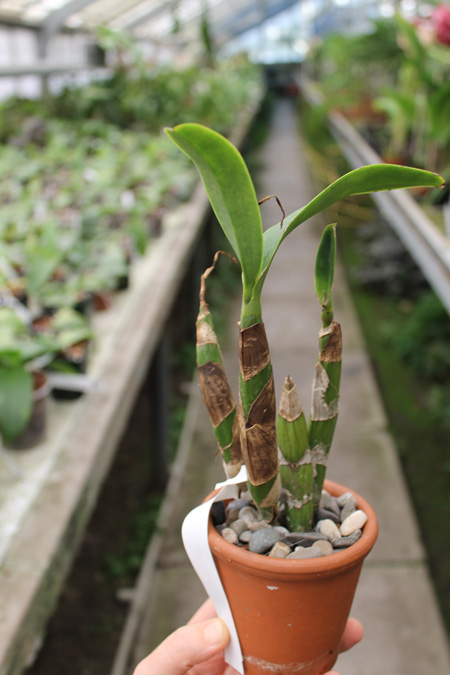 Caularthron bicornutum.jpg