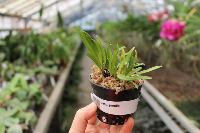 Masdevallia pumila.jpg