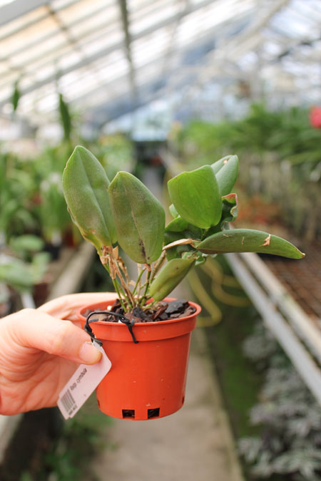 Restrepia cymbula.jpg