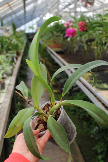 Cattlianthe Sunrise Doll 'AV' (Cattlianthe Seagulls Torch Song x Cattleya Morning Glow).jpg