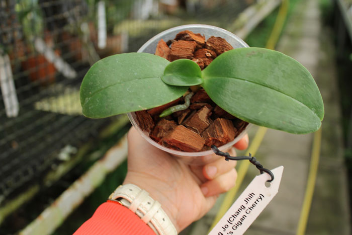 Phalaenopsis Chang Jo (Chang Jhih Rose x Jong's Gigan Cherry).jpg