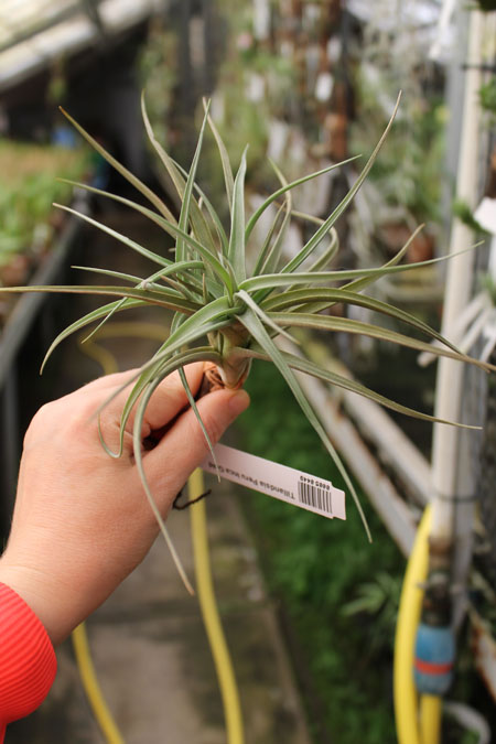 Tillandsia Peru Inca Gold.jpg
