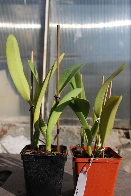 Cattleya dowiana x SELF.jpg