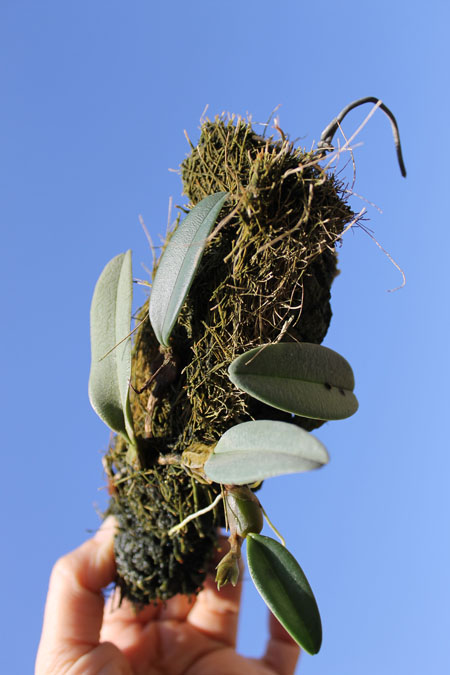 Bulbophyllum frostii.jpg