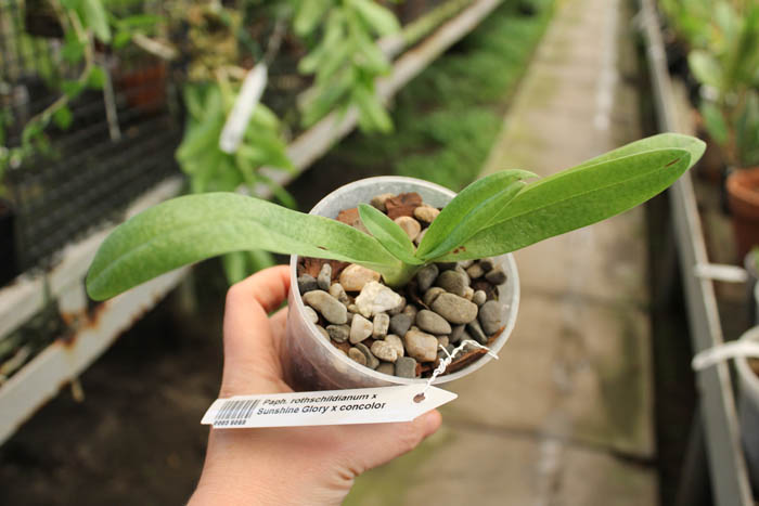 Paphiopedilum rothschildianum x Sunshine Glory x concolor.jpg