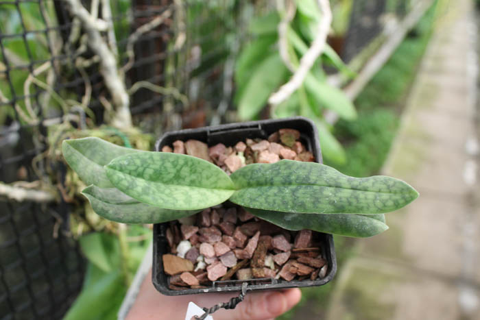 Paphiopedilum Memoria Larry Heuer (malipoense x emersonii).jpg